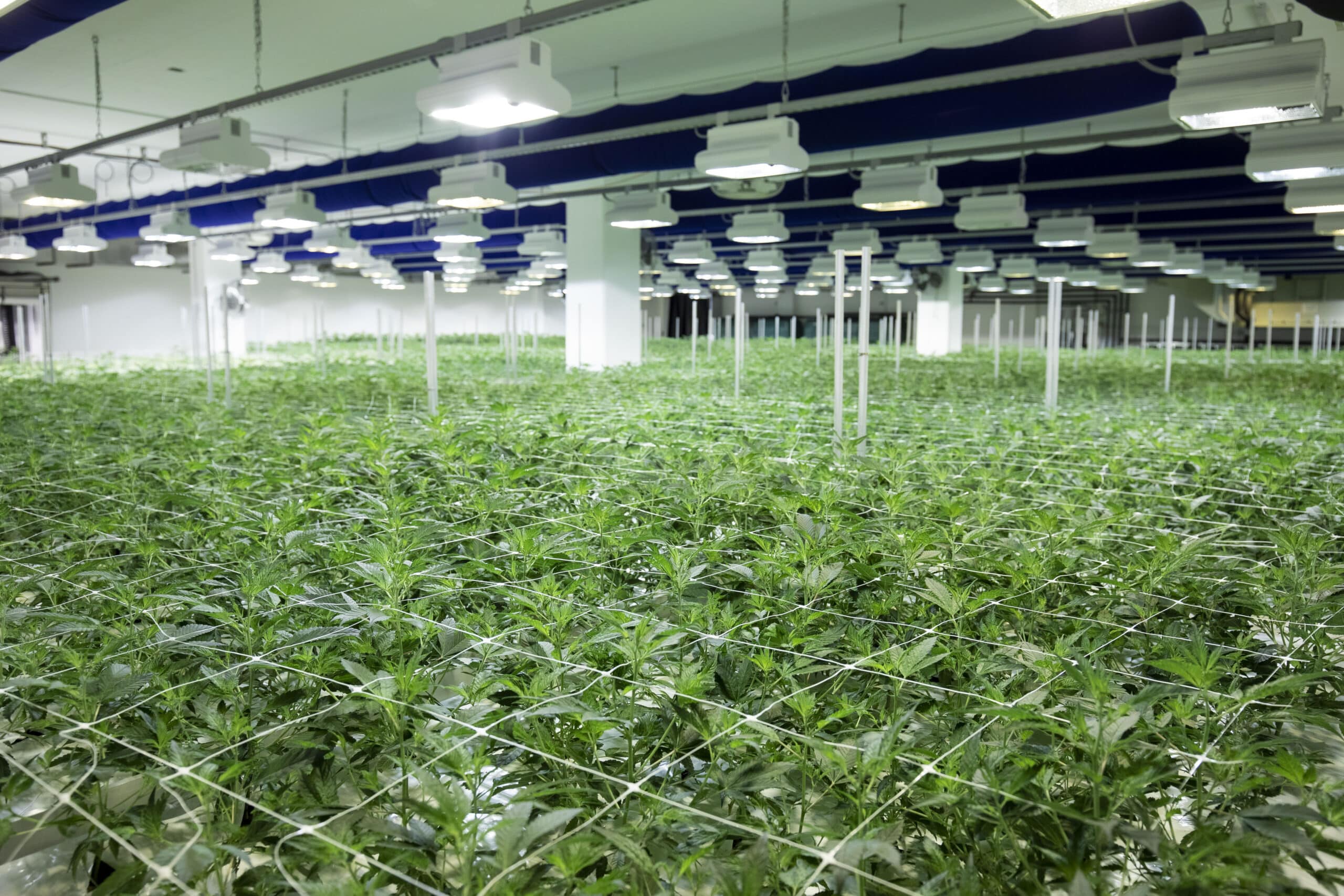Cannabisproduktion Growmarket