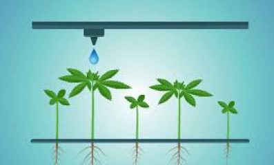 Welche Bewässerungsmethode im Cannabis Anbau